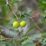 Image result for Pseudolachnostylis maprouneifolia