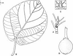 Image result for Ficalhoa