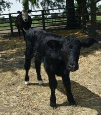 Throughout his career, poitier has redefined the. Meet Cosmo A Bull Calf Designed To Produce 75 Male Offspring Eurekalert Science News