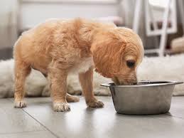 If you make a purchase via a link on this page, i just like human babies, puppies need special food and a more regular feeding schedule. Complete Guide For Your Puppy Feeding Routine Royal
