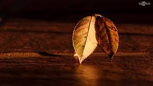 Discover and share quotes about leaves in the wind. Quotes About Leaves In The Wind 59 Quotes