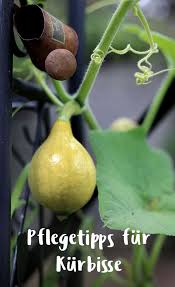 Wollen sie den ingwer trocknen oder für tee verwenden, fällt der beste zeitpunkt für die ernte nun mit beginn der gelbverfärbung der blätter. Kurbis Pflegen Und Ernten Meine Tipps Fur Die Ernte Gemusegarten Tipps Kurbis Pflanzen Tipps