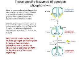 Glycogen is an important source of energy that is stored in all tissues, especially in the muscles and liver. Carbohydrate Metabolism 2 Glycogen Degradation Glycogen Synthesis Reciprocal Regulation Of Glycogen Metabolism Bioc 460 Spring Lecture 34 Miesfeld Ppt Download