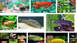 Ikan hias merupakan jenis ikan air tawar atau air laut yang diperlihara untuk memperindah taman maupun. Jenis Ikan Hias Air Tawar Aquarium Terlengkap Dari A Z