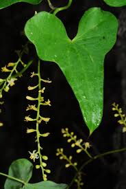 Image result for Dioscorea cochleari-apiculata