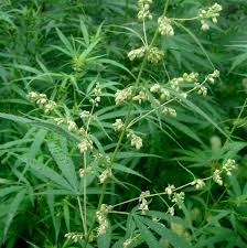 Image result for Cannabaceae