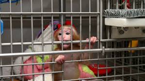 Its recommended that a monkey has a bath once a week. After Peta Protests Nih Says It Supports Baby Monkey Experiments