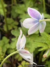 Image result for Anemone transvaalensis