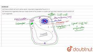 Check spelling or type a new query. A Draw A Plant Cell And Name Seven Important Organelles Found In It B Name One Organelle That Youtube