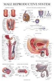 3d render of various persepectives of male anatomy. Laminated Male Reproductive System Anatomical Chart Male Anatomy Poster 18 X 27 Amazon Com Industrial Scientific