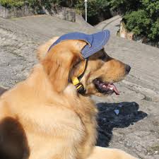 dog supplies for travel dog hat cool pets dogs