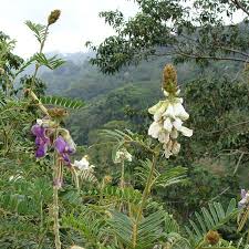 Image result for Tephrosia vogelii