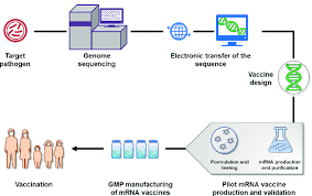 Through a process known as transcription, an rna copy of a dna sequence for creating a given protein is made. Schematic Illustration Of Mrna Vaccine Production Once A Pathogen Is Download Scientific Diagram