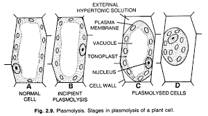 Plant cells loses water in hypertonic solutions, and begin to welt due to a loss of turgor pressure. Plasmolysis In Plant Cell Qforquestions