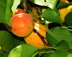 Ah, fruit trees — gardeners everywhere plant them with such hope, but more often than not, new fruit tree owners are disappointed and underwhelmed when they discover their efforts aren't bearing fruit. Apricot Tree Leaves Tell You About Tree Health Garden Eco