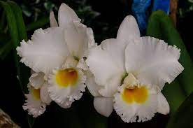 Cattleya Old White X Cattleya Princess Bells Cattleya Orchids Bells
