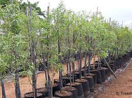 Image result for Searsia leptodictya