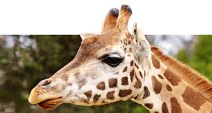 Kids Sandiegozoo Org Early Childhood Activities Kids Online Learning Fun Activities For Kids