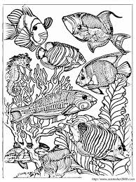 Ausmalbilder Fur Erwachsene Bild Aquariumfischen