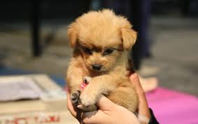 Adopt they are waiting for you.adopt a loving companion! Adopt A Rescue Puppy From Puerto Rico Garden Gun