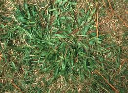 Image result for Paspalum