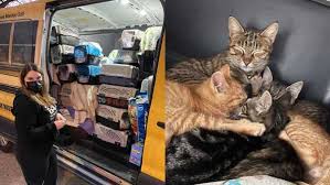 Welcome to petcare animal hospital in cincinnati, oh. Cincinnati Animal Rescue Saves 108 Cats From Euthanasia Lists In Texas