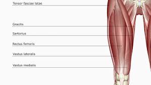 Function Of The Rectus Femoris Muscle