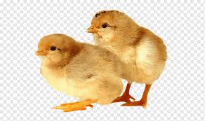 Mehr als 200.000 maschinen sofort verfügbar. Rhode Island Red Sussex Chicken Broiler Poultry Farming Baby Animals Food Galliformes Chicken Png Pngwing