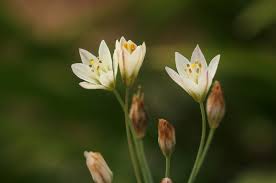 Image result for Nothoscordum borbonicum