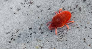 We did not find results for: How To Get Rid Of Clover Mites Those Tiny Red Bugs The Thrifty Couple