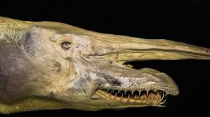 The shark was given to the nara (national aquatic resource research & development agency) for further research. Goblin Shark Museum Of Zoology