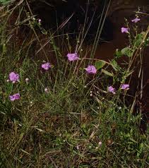 Image result for Micrargeriella aphylla