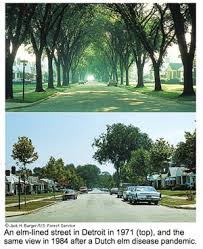 You can now print this beautiful american elm leaf coloring page or color online for free. Environmental Information Series