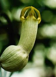 Image result for Ceropegia stenantha