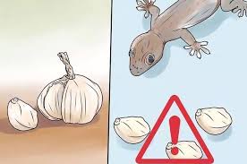 Berhubung cicak juga merupakan spesies dengan tokek tentunya cara ini juga berkesam jika ditujukan kepada cicak. 6 Cara Sederhana Ini Ampuh Mengusir Cicak Dari Rumah Semua Halaman Nakita