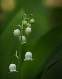 Soft home decor of beige bamboo dish and white Small Flowers And A Long Lens Micro Four Thirds Talk Forum Digital Photography Review