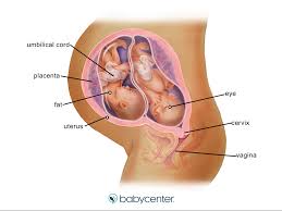 We did not find results for: Fraternal Twins In The Womb 24 Weeks Babycenter