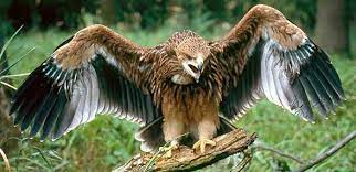 We did not find results for: Imperial Eagle Unapproachable Bird Dinoanimals Com