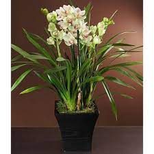 Cymbidium Orchid Plants Care Tips 1000 Orchid Plant Care Orchid Plants Cymbidium Orchids Care