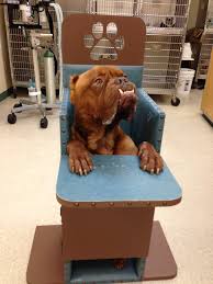 Bailey Chairs For Dogs Canine Megaesophagus Megaesop Bailey Chair For Dogs Rescue Dogs Dogs