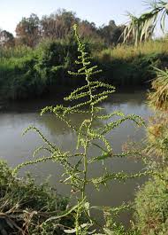 Image result for Dysphania procera