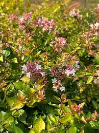 Image result for Berlinia grandiflora