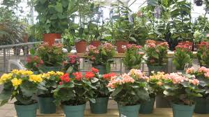Centre De Jardin Brossard Centre De Jardin Jardins Magasin De Jardinage