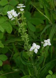 Image result for Syncolostemon bracteosus