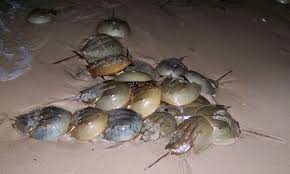 Horseshoe crabs are brown in color. Horseshoe Crab Chesapeake Bay Program