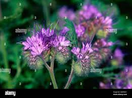 Image result for Hydrophyllaceae