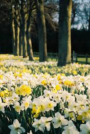 Don't forget spring flowering trees! Daffodils Growing Between Trees At Sunset Norfolk Uk Daffodil Gardening Daffodil Photography Daffodils
