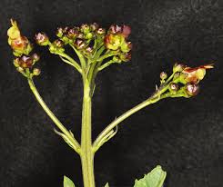 Image result for Scrophulariaceae