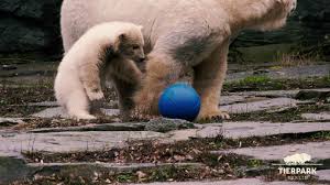 Fast streaming tila laloca webcam show for most videos and daily updates. Kleine Eisbarin Hertha Am Ball Im Tierpark Berlin Polar Bear Hertha Plays Ball At Tierpark Berlin Youtube