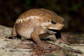 Pseudobufo Subasper Amphibians Animals Wild Reptiles And Amphibians